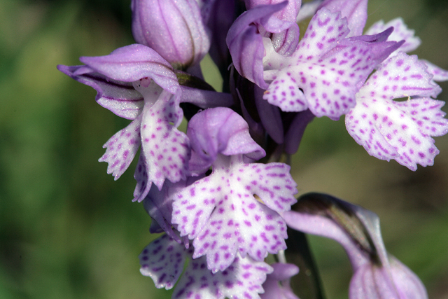 Orchidee della Majella